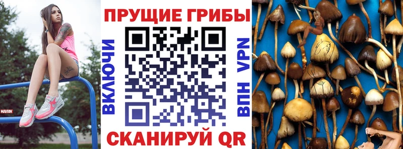 магазин продажи наркотиков  Кисловодск  Галлюциногенные грибы мухоморы 